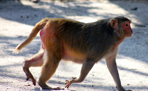 Ape primate india