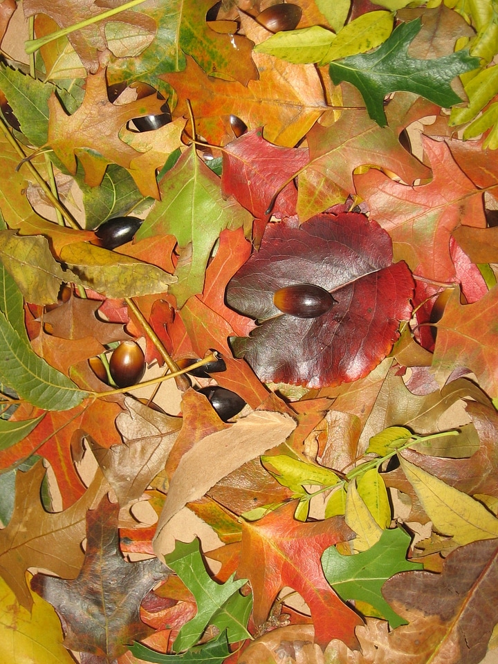 Backgrounds fall autumn