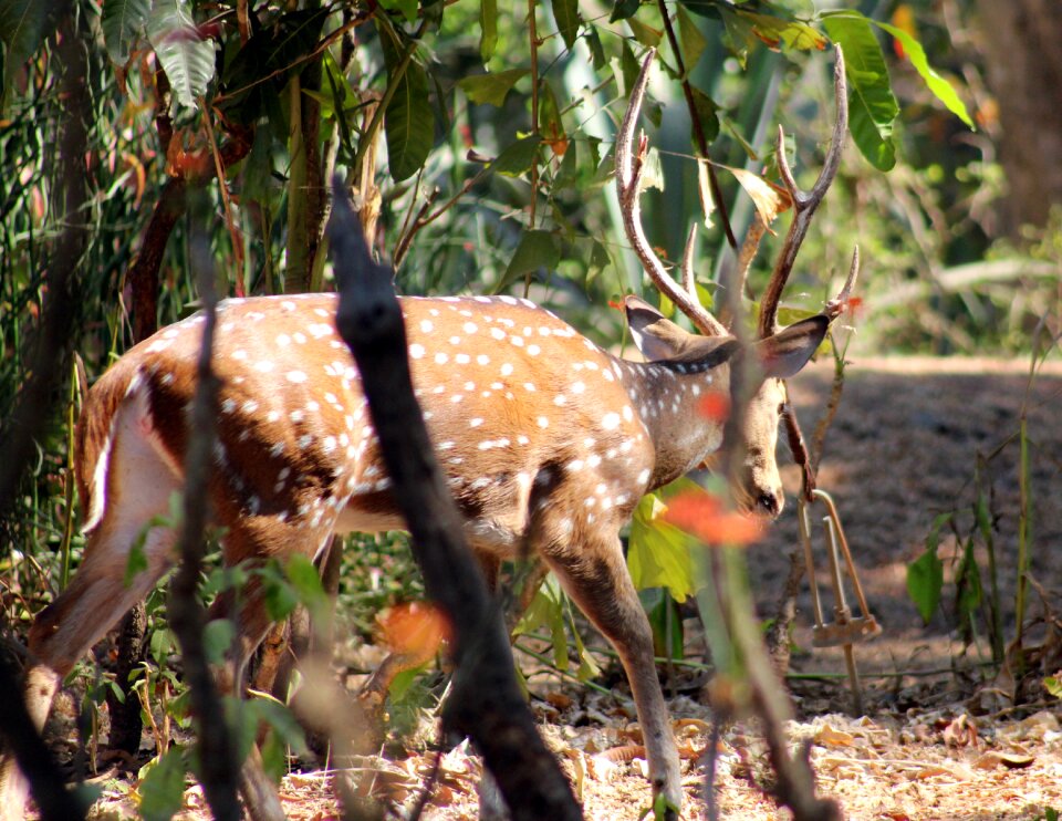 Wildlife nature mammal