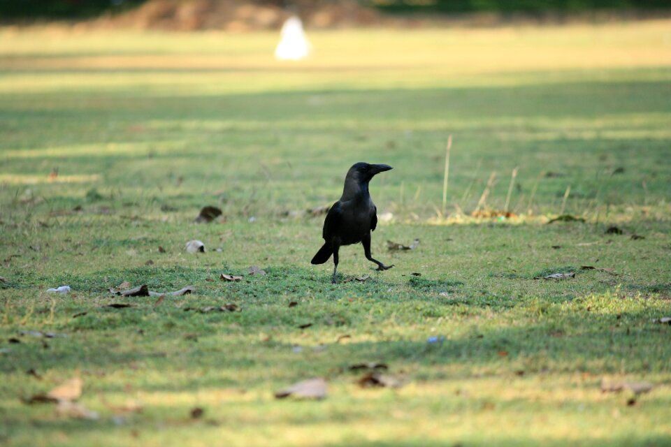 Black grass walking