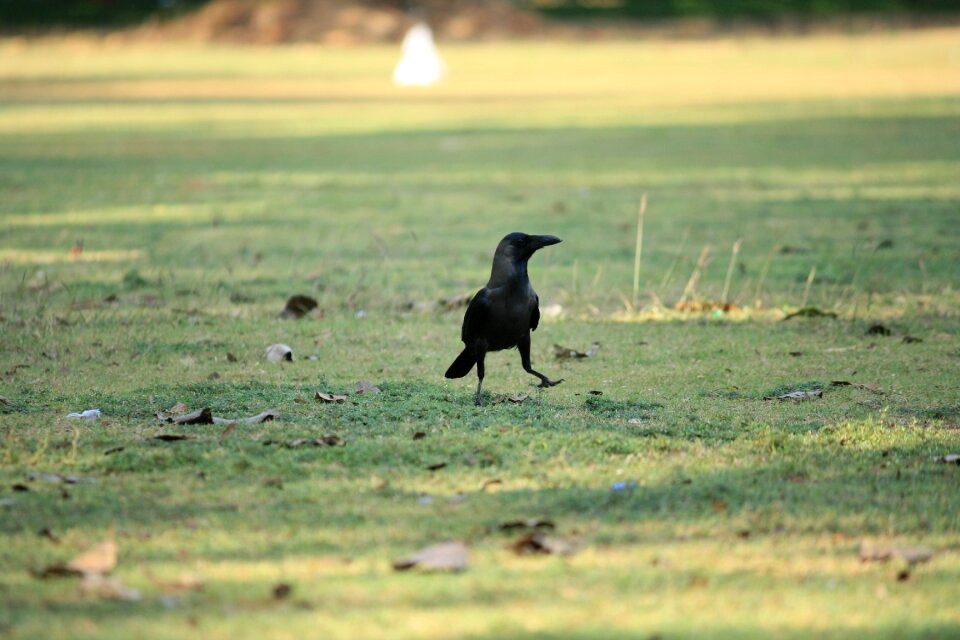 Black grass walking photo