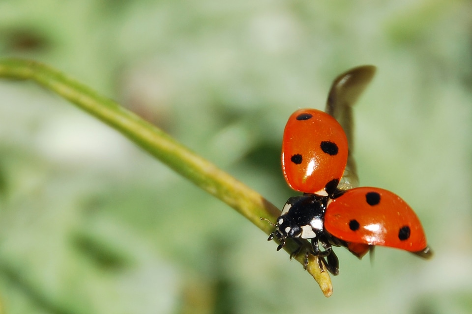 Dagi lucky ladybug red