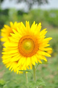 Blossom yellow beautiful