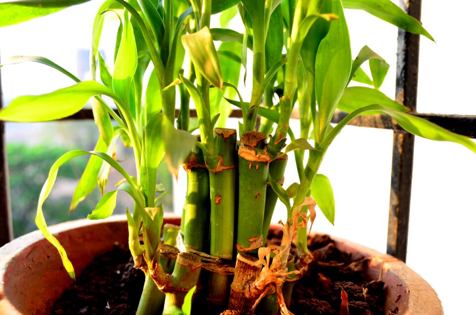 Growing bamboo