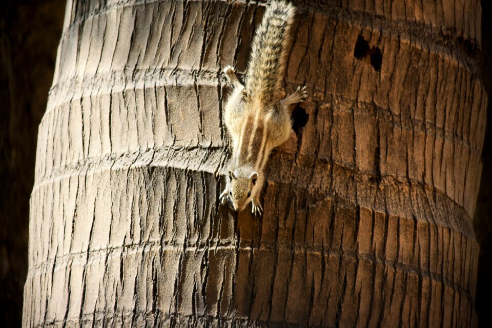 Upside-down rodent cute