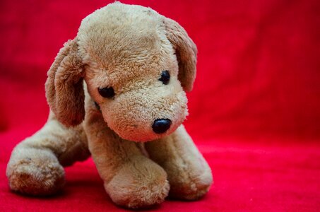 Toy dog cute photo