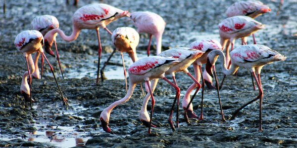 Ground india sewri