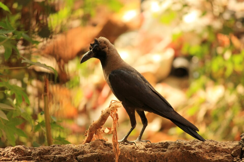 Black perched feathers photo