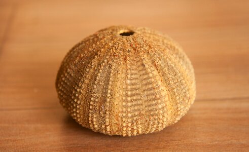 Shell echinite