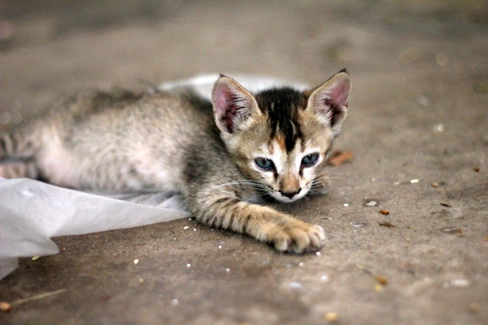 Young feline playful