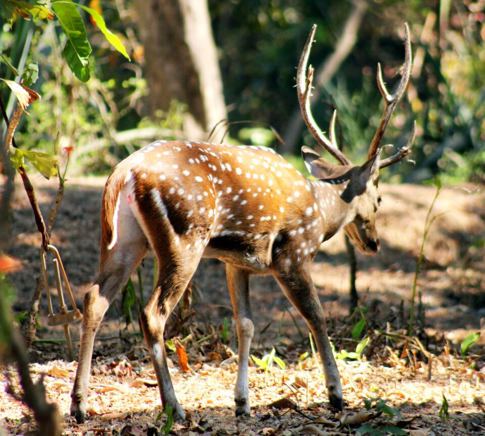 Wildlife nature mammal