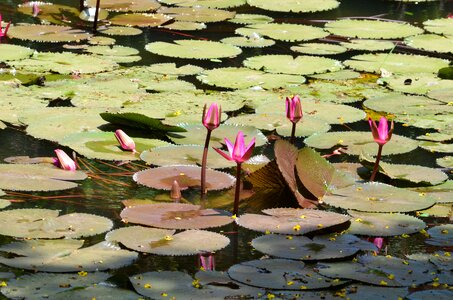 Pond water lily nature