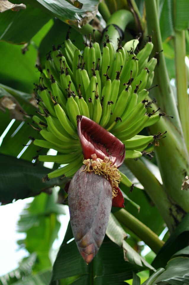 Green plant tropical photo