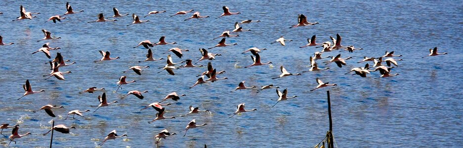 Flock flying flocking photo