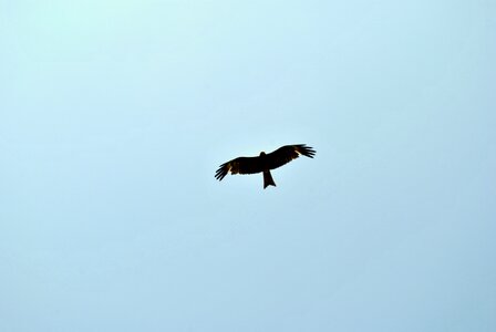 Bird bird of prey raptor