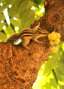 Cute fruit