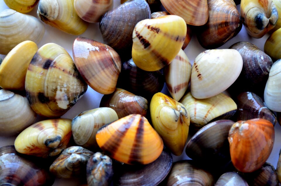 Sea life decoration