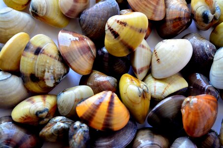 Sea life decoration