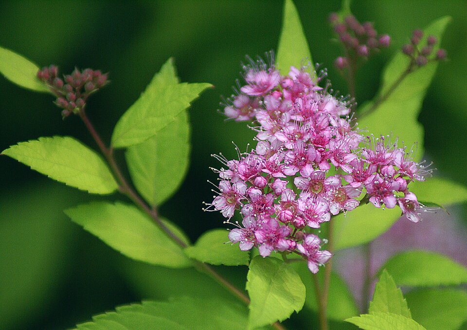 Discount flower bush discount