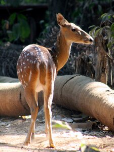 Mammal head nature