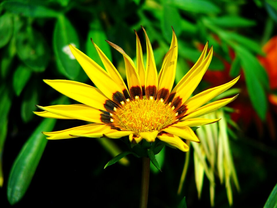 Blossom india
