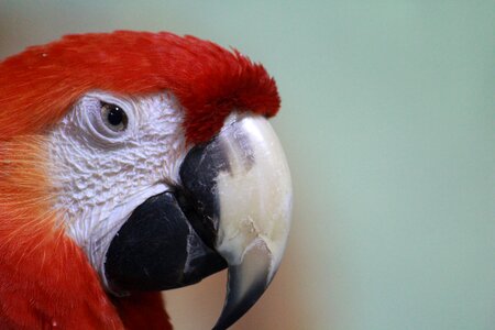 Scarlet bird beak photo