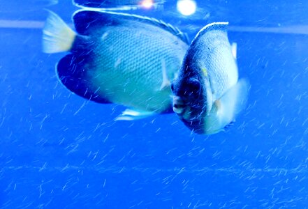 Fish tank water photo