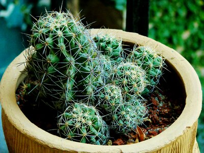 Potted plant pot