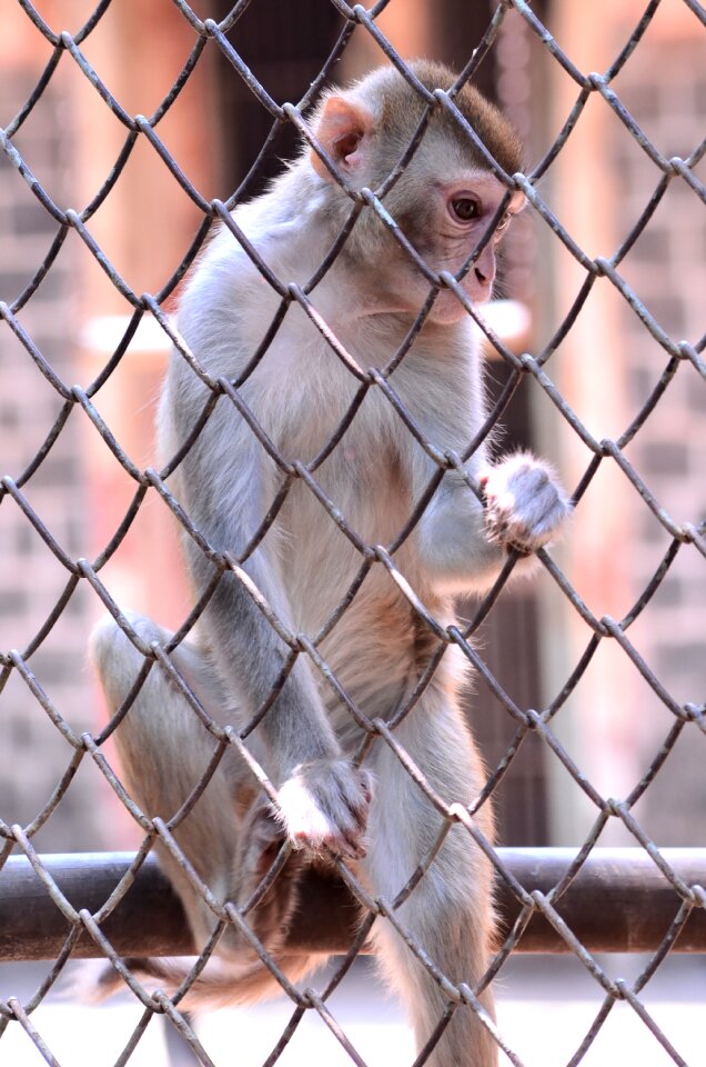 Encaged animal zoo