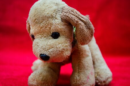 Toy dog cute photo