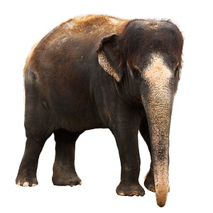 Cutout elephant herbivore