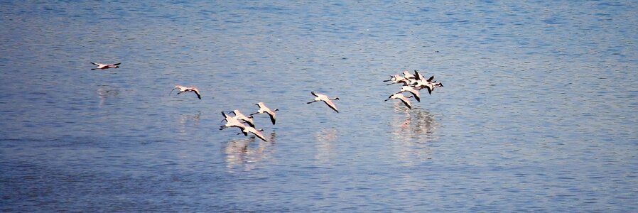 Flying flock flocking photo
