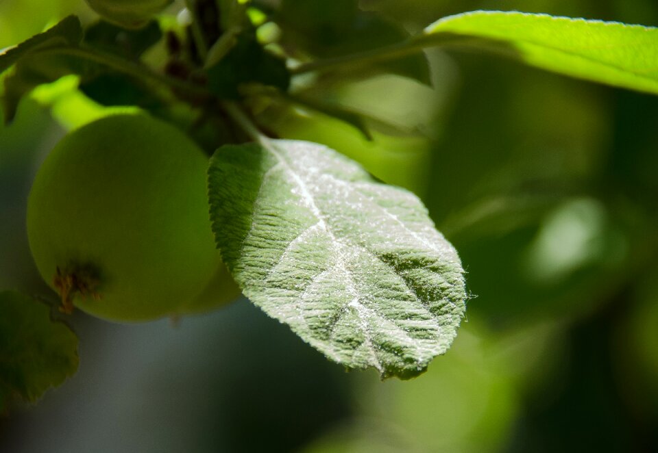Leaves nature apples