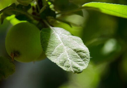 Leaves nature apples