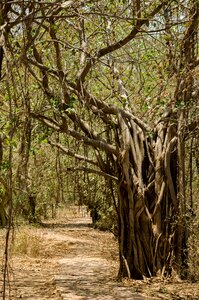 Exotic landscape green