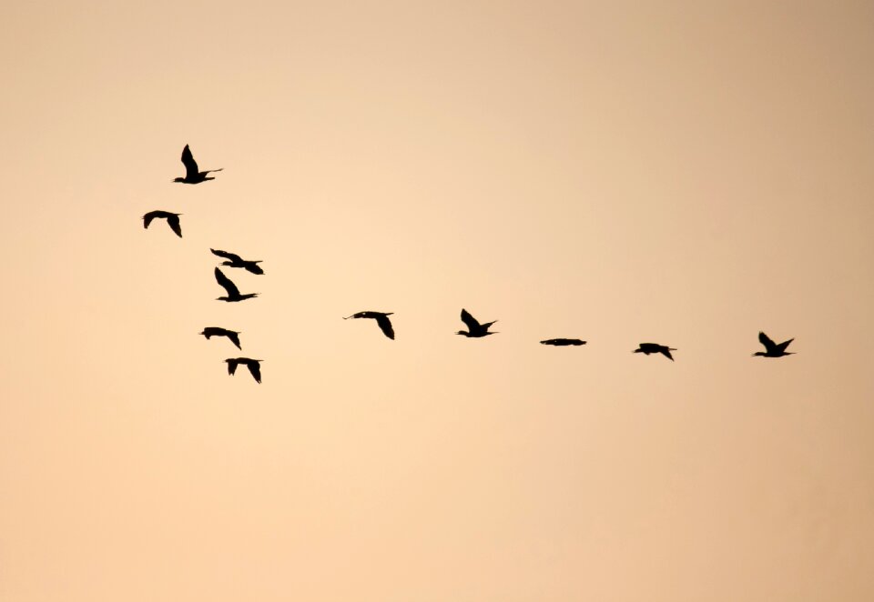 Flocking flying freedom