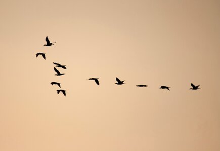 Flocking flying freedom photo