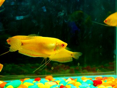 Fish tank water photo