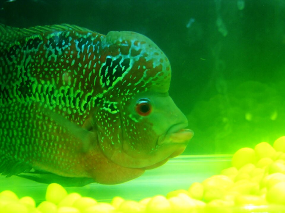 Fish tank water green fish