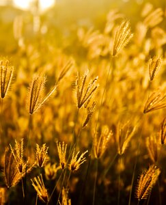 Golden sunset