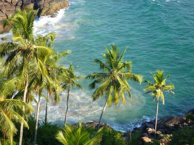 Palm trees palms ocean