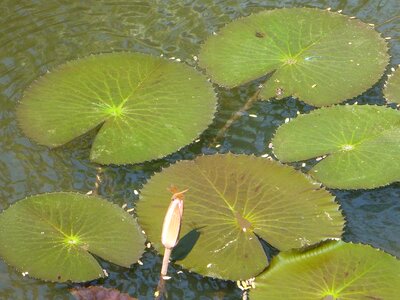 Pond water