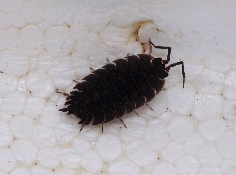 Assel terrestrial isopod knapsack cancer