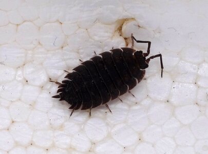Assel terrestrial isopod knapsack cancer