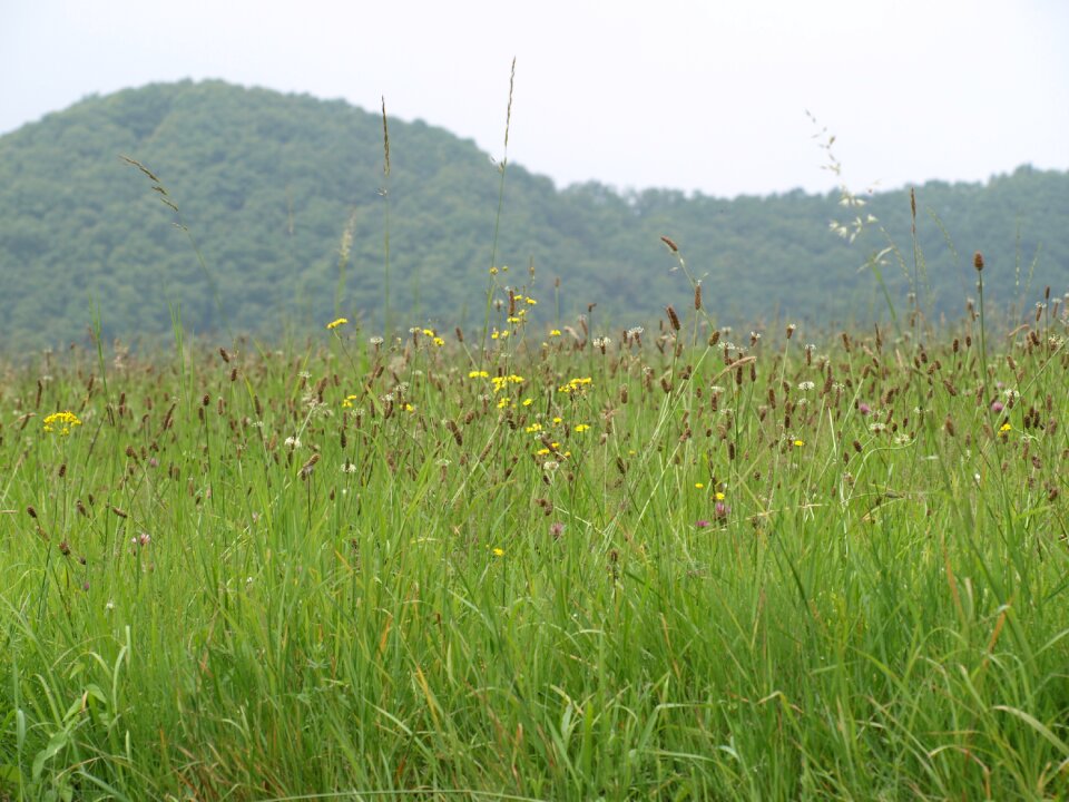 Meadow mountain mountain meadow