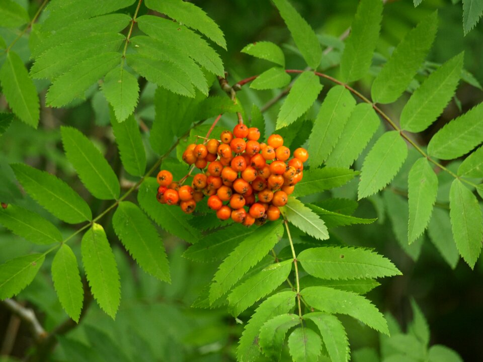 Berries fruits orange