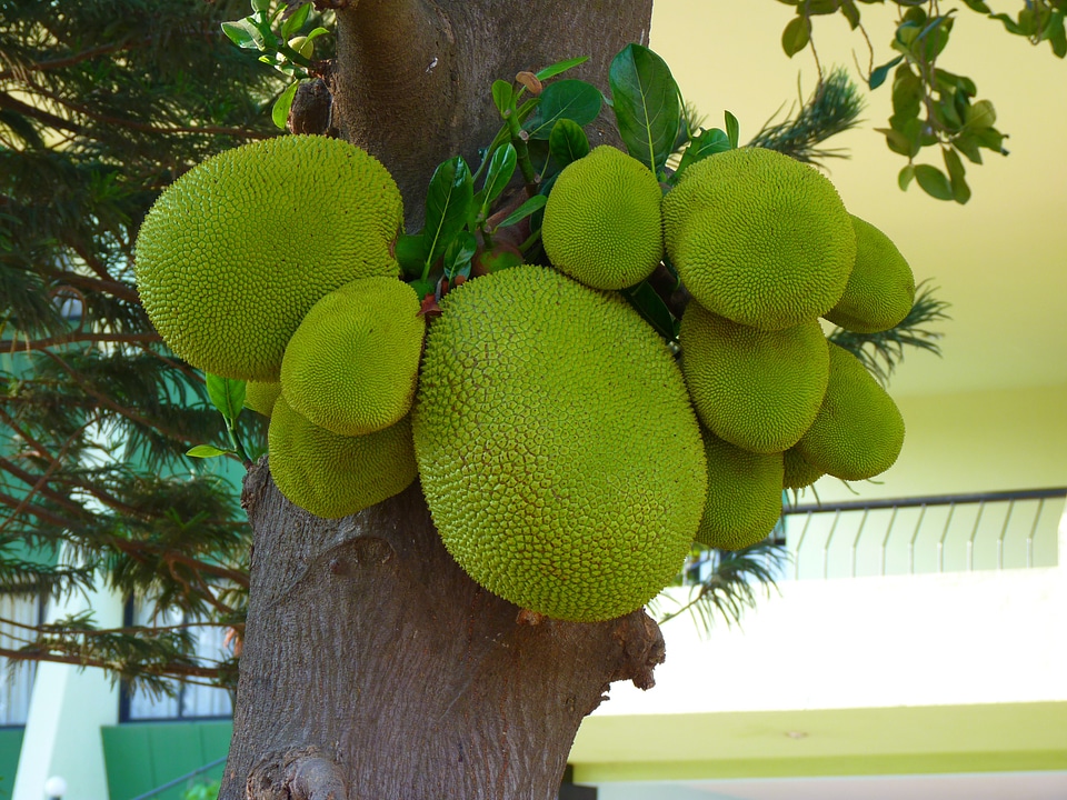 Fruit green delicious