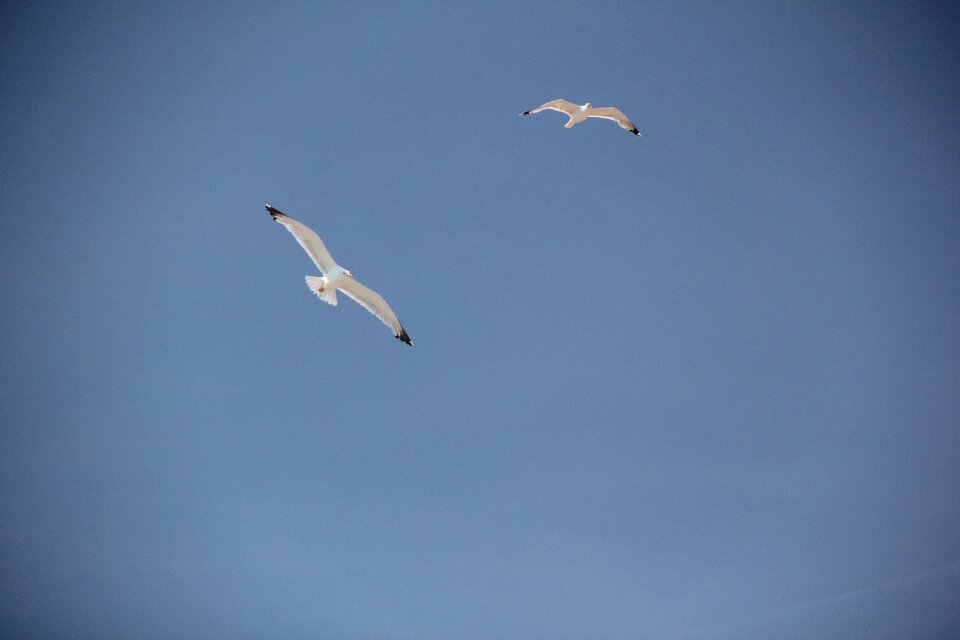 Sky animals freedom