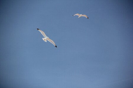 Sky animals freedom