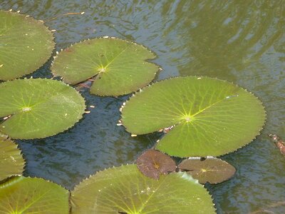Pond water